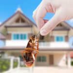 Household Pests