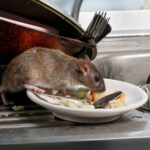 According to a National Pest Management Association (NPMA) survey, one-third of Americans have dealt with a rodent problem in their home.