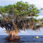 tree trimming clearwater fl