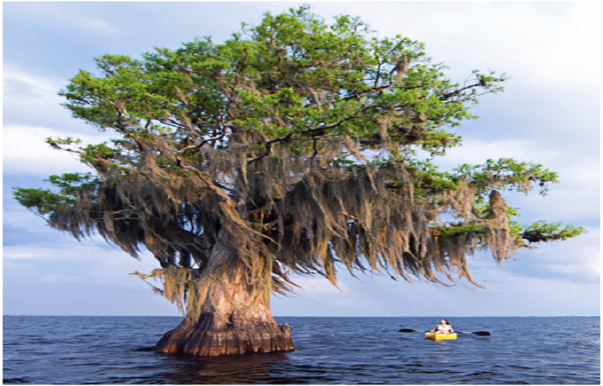 tree trimming clearwater fl
